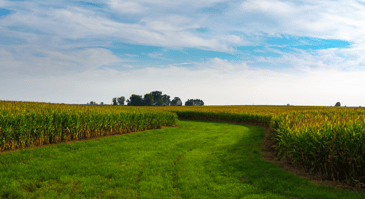 cut path through a field of corn
