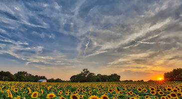 a field of sunflowers at sunrise